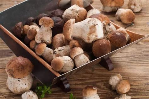 Steinpilze sind gesund und schmackhaft Steinpilze Pilze züchten