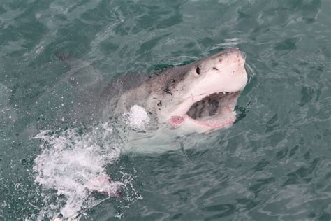 Depuis Le Cap Ou Hermanus Plong E En Cage Avec Les Requins Getyourguide