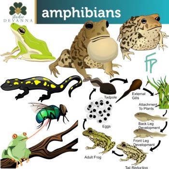 Types Of Amphibians List