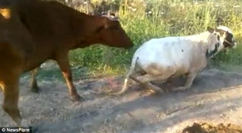 Bulls And Cows Mating