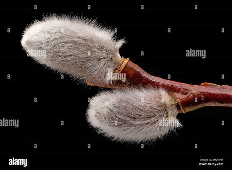 Pussy Willow Catkin Pussy Willows Catkins Stock Photo Alamy