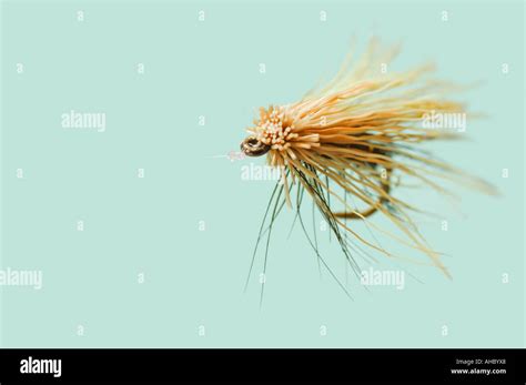 caddis fishing fly Stock Photo - Alamy