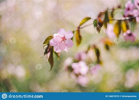 Fim Acima Da Flor De Sakura Flor De Cerejeira Rvore De Cereja Em Um