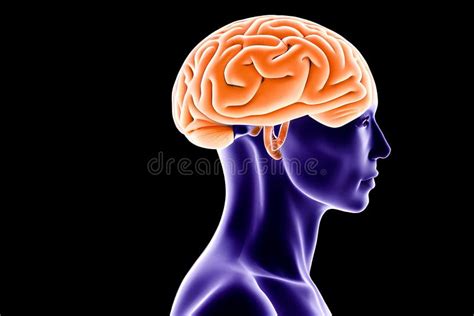 Human Brain Anatomy Stock Illustration Illustration Of Biology 261127136