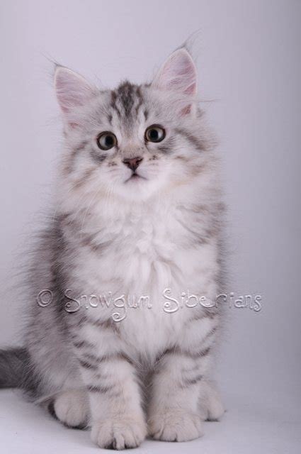 Siberian Cat And Kitten Colours