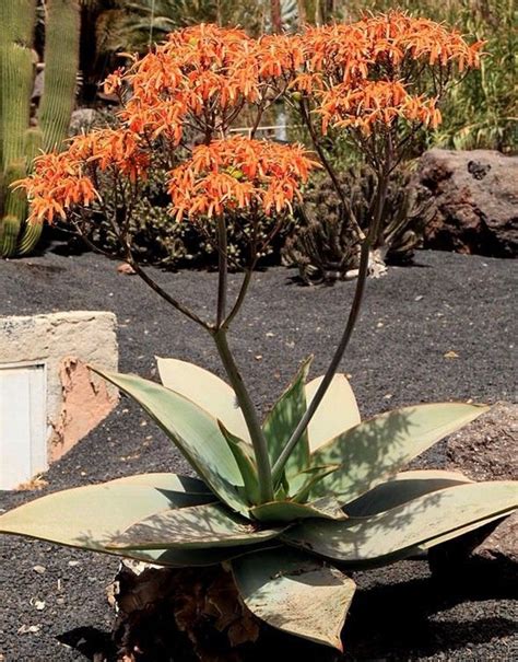 Coral Aloe Striata Blouaalwyn Succulent Drought Tolerant Hot Etsy