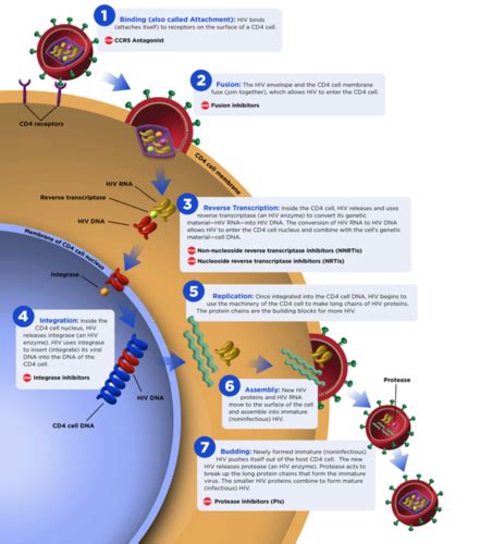 Chapter 10: Differentiation and Functions of CD4+ Effector T cells ...