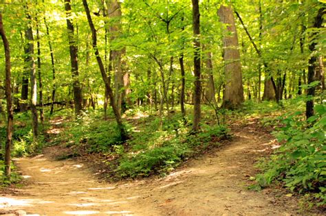 Two Roads Diverged In A Yellow Wood Painting at PaintingValley.com ...