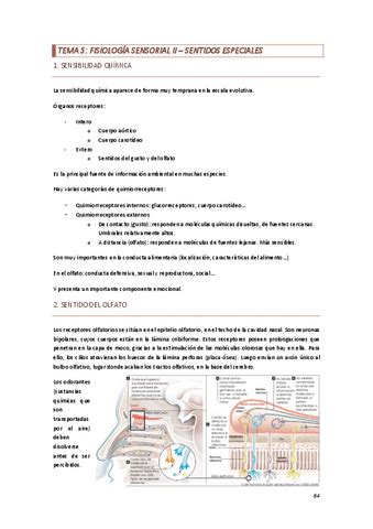 Tema 5 Fisiologia Sensorial II Pdf