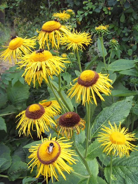 Inula helenium | Bestall & Co