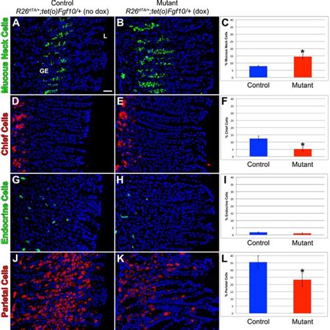 Normal expression pattern of Fgf10, its receptors, all other FGFR2b ... 