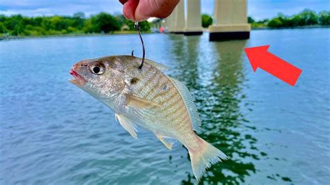 Fishing With Big Live Baits For My Dinner Catch Clean Cook Youtube