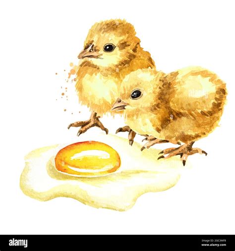 Two Small Fluffy Yellow Chickens And Broken Egg Hand Drawn Watercolor