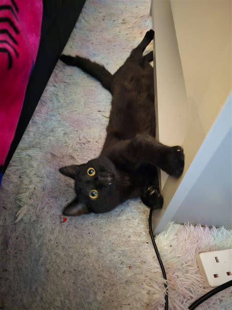 Baby gets spayed tomorrow. : r/blackcats