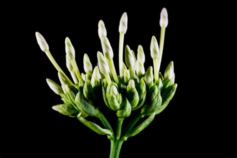 X Wallpaper Green And White Petaled Flowers Peakpx