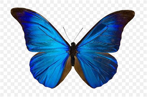 Butterfly Menelaus Blue Morpho Drawing Art Morpho Didius Png