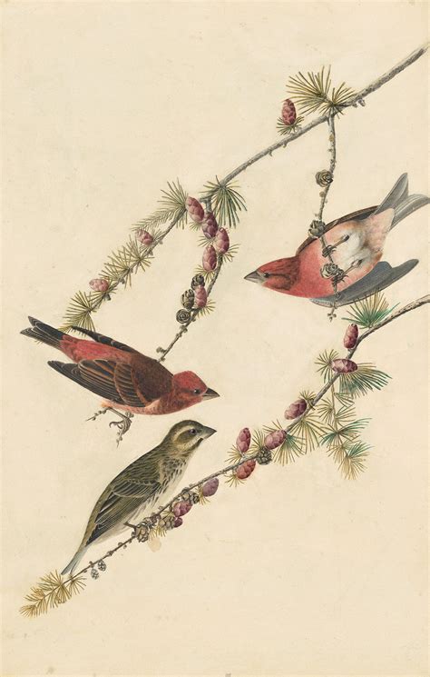 Audubon's Watercolors Pl. 4, Purple Finch | Audubon's Watercolors - The ...