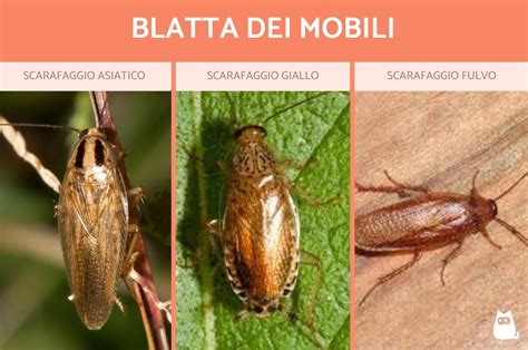 Tipi Di Scarafaggi Neri E Volanti E Specie Di Blatte Con Foto