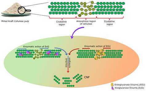 Molecules Free Full Text Endo Exoglucanase Synergism For Cellulose