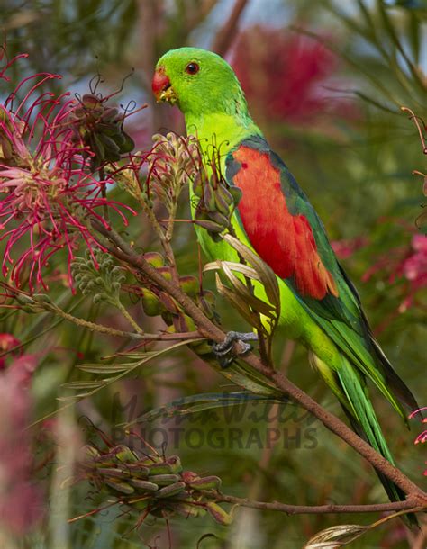 Buy Red Winged Parrot Image Online Print And Canvas Photos Martin