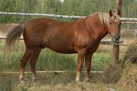 Третий богатырский конь: horses_bb — LiveJournal