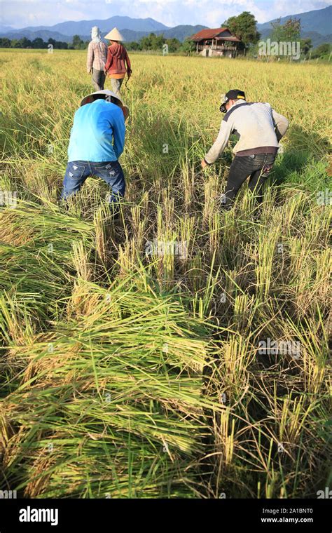 Los Agricultores Que Trabajaban En Los Campos De Arroz En El Paisaje