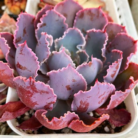 「Succulents」おしゃれまとめの人気アイデア｜Pinterest｜Yukio