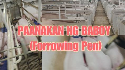 MODERN DESIGN NG PAANAKAN NG BABOY - YouTube