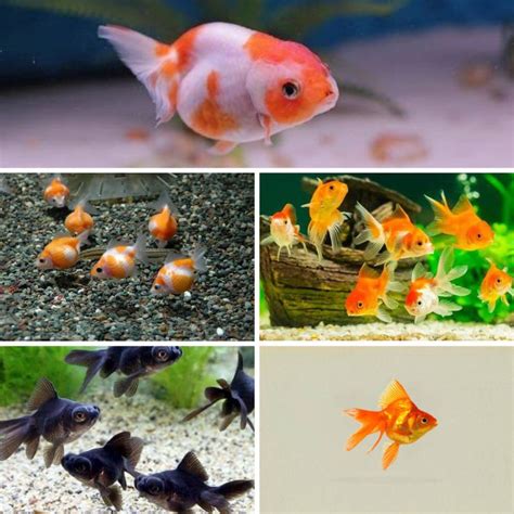 Jual Ikan Mas Koki Rancu Mutiara Oranda Shopee Indonesia