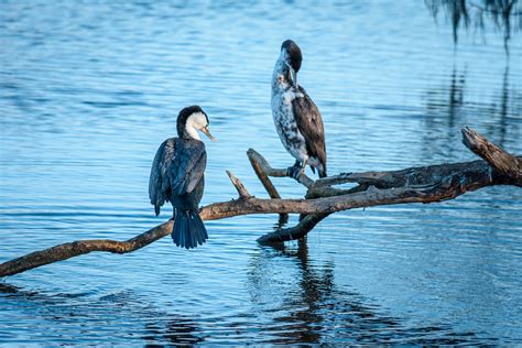 Great Spotted Shag New Zealand Dannie Armstrong Flickr