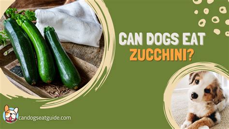 Can Dogs Eat Zucchini Is It Safe For My Dog 2024