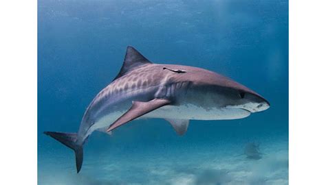 Early research shows shark antibodies carrying drugs across blood-brain ...