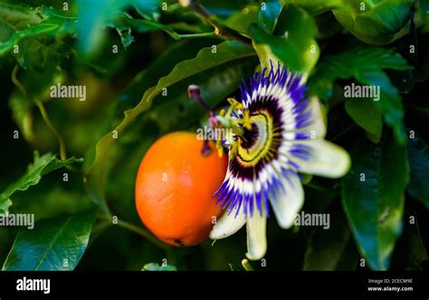 Passiflora caerulea la flor azul de la pasión flor de la pasión azul