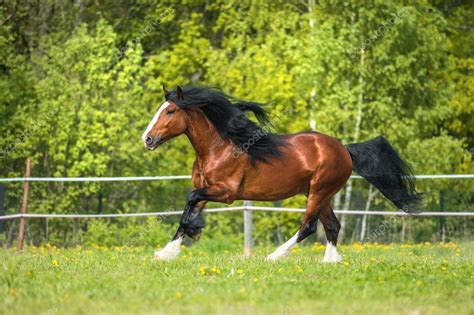 Bay Vladimir Heavy Draft Horse Runs Gallop On The Meadow — Stock Photo