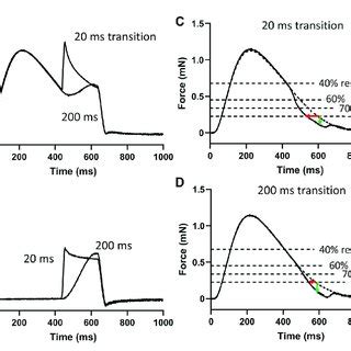 Stress Response To Stretch Of Demembranated Myocardium A Muscle Was