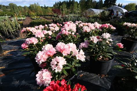 Rhododendrons – Kleijn Nurseries and Garden Centre