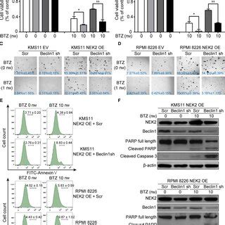 Nek Stabilizes Beclin Through Usp Mediated Deubiquitination A