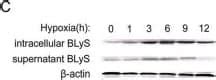 Human BAFF BLyS TNFSF13B Antibody AF124 R D Systems