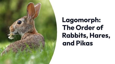 Lagomorphs: From Rabbits and Hares to Pikas – Exploring the Order Lagomorpha - YouTube