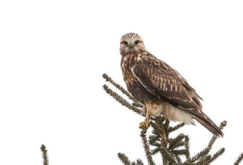 Hawks In North Carolina Catch A Glimpse Of All 9 Species