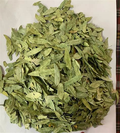 Dry Senna Leaves At Rs Kg Sojat Bazar Sojat Id