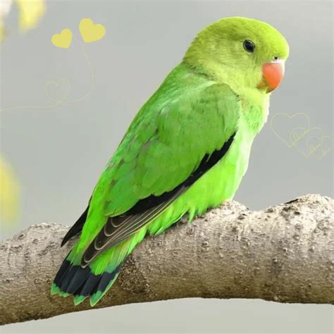 Care For Lovebirds Lovebird Care Guide How To Take Care Of Love Birds