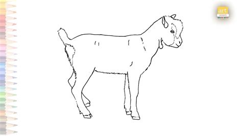 Young goat drawing sketch Vídeo de dibujo de cabra How to draw A