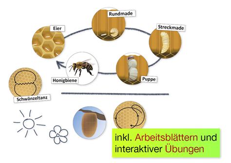 Lebenszyklus Und Kommunikation Der Honigbiene Magnetisch 16 Tlg Timetex