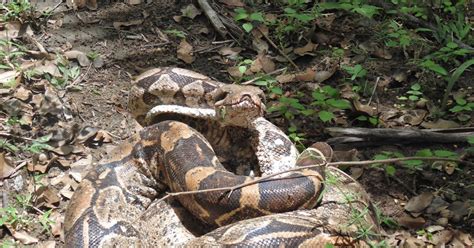 COBRA JIBOIA DE 3 METROS É ENCONTRADA EM RESIDÊNCIA