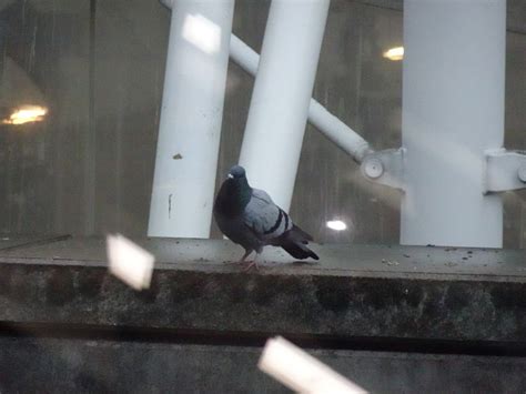 Feral Pigeon From 77990 Le Mesnil Amelot France On October 31 2023 At