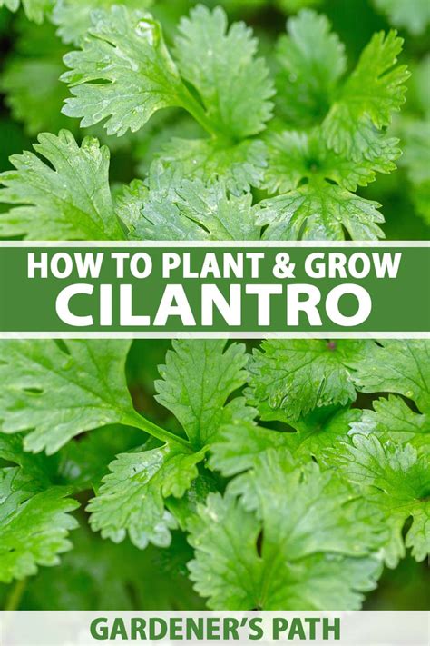 Learn How To Grow Cilantro And Coriander Gardeners Path