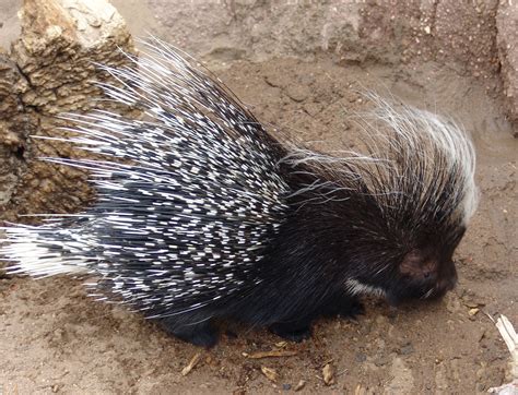 Fileafrican Crested Porcupine Hystrix Cristata  Wikipedia