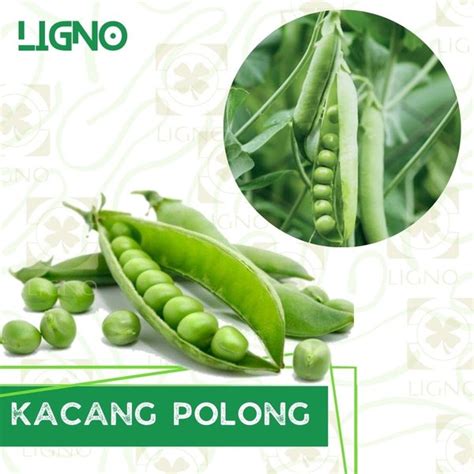 Jual Benih Bibit Sayur Kacang Polong Di Lapak Ligno Bukalapak