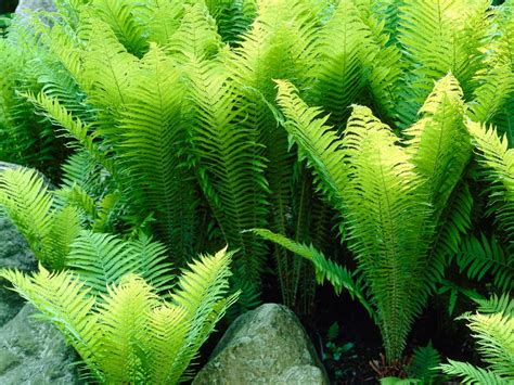 30 Types Of Indoor And Outdoor Ferns With Pictures Artofit